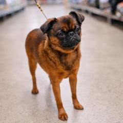 Bianca - Brussels Griffon