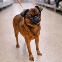 Bianca - Brussels Griffon