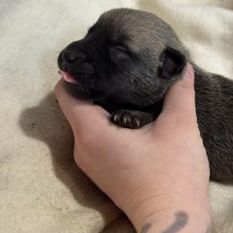 Girl 6 - Fawn female xDutch Shepherd puppy in Clarksville, Tennessee from Vuurhart Herders