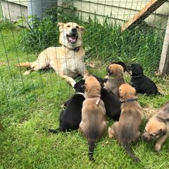 Chinook Puppies from Spook Nook Chinooks