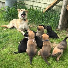 Chinook Puppies from Spook Nook Chinooks