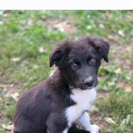 Latigo - Black & white male Australian Shepherd puppy in Keyser, West Virginia from Heartfelt Hollow Farm