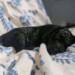 Bellatrix - Black female Sheepadoodle puppy in Austin, Texas from Darling Doodles