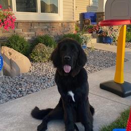 Newfoundlands from Lake Country Newfoundlands