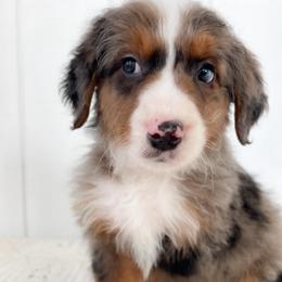 Boy 3 - Blue merle male Aussiedoodle puppy in Omro, Wisconsin from Crystal Ridge Doodles