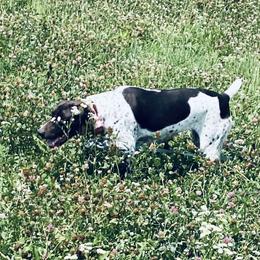 Nelli - German Shorthaired Pointer