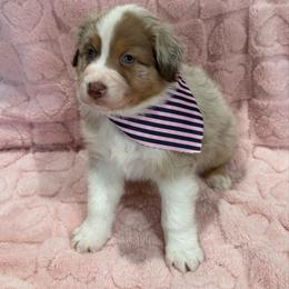 Wild Turkey - Red merle male Australian Shepherd puppy in Camp Verde, Arizona from Bullet & Whiskey’s Pups