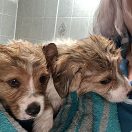 Pembroke Welsh Corgi All Grown Up from Newton Hay & Cattle