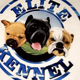 Cane Corso and French Bulldogs from Elite Kennels