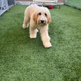 Loki - Cream Australian Labradoodle puppy in Houston, Texas from Royal Paws Labradoodles