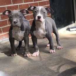 American Bully Puppies from Blueday Kennel