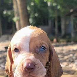 Colombian Fino Hound Puppies from Fino Hounds USA