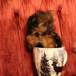Yorkshire Terrier Puppies from Peggy's Yorkies