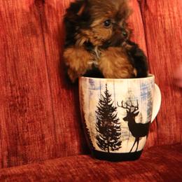 Yorkshire Terrier Puppies from Peggy's Yorkies