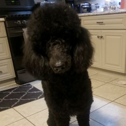 Poodles from Love Standards