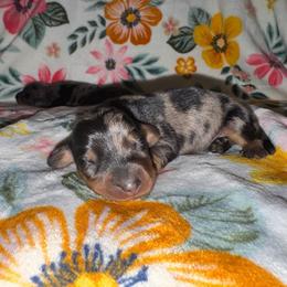 Dapple 3 - Dapple male Dachshund puppy in Magnolia, Texas from J&R Macias Dachshunds