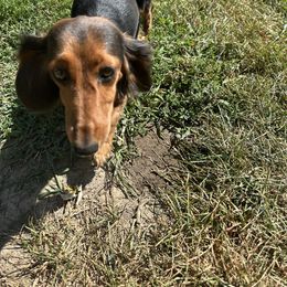 Pepper - Dachshund