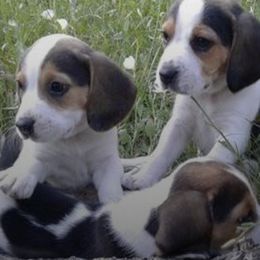 Beagles and German Shorthaired Pointers from Houston’s Howlin’ Hounds