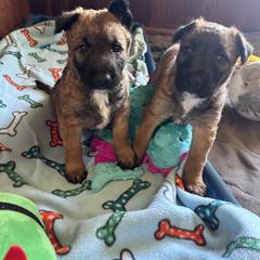 Belgian Laekenois Puppies from Sweetwater Belgian Laekenois