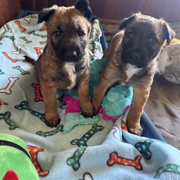 Belgian Laekenois Puppies from Sweetwater Belgian Laekenois