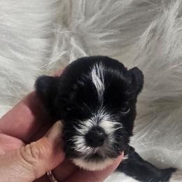 Donald - Parti male Yorkshire Terrier puppy in Hamilton, Ohio from Purebred Yorkies of Ohio