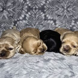 Cocker Spaniel Puppies from Top Notch Cocker Spaniels