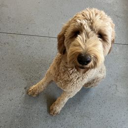 Tucker - Goldendoodle
