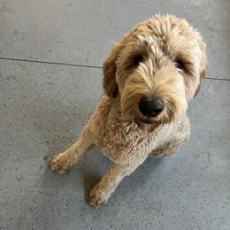 Tucker - Goldendoodle