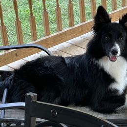 Coco - Border Collie