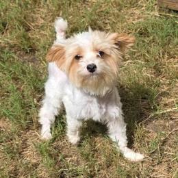 Teddy - Yorkshire Terrier