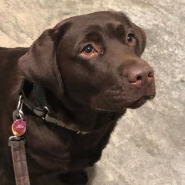 Chelsey - Labrador Retriever