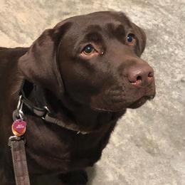 Chelsey - Labrador Retriever