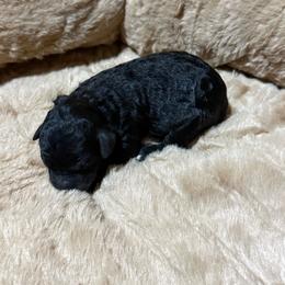 Boy 2 - Black and white male Aussiedoodle puppy in Golden, Mississippi from Two Creeks Farm Poodles & Doodles