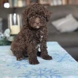 Mini labradoodle Lynford - Chocolate male Double Doodle puppy in Millersburg, Ohio from T Sanctum