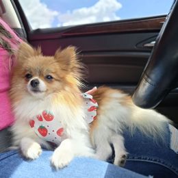 Cinderella - Pomeranian