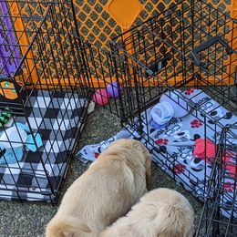 Golden Retriever Puppies from Sola Mae's Goldens