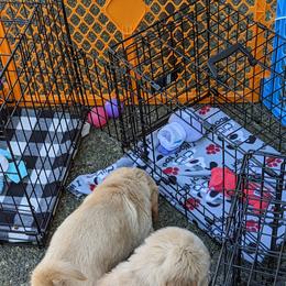 Golden Retriever Puppies from Sola Mae's Goldens