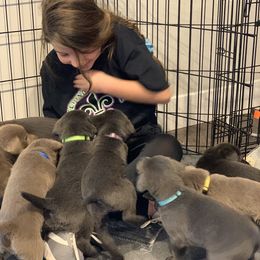 Dilute Retriever Puppies from Summer Lovin’ Labradors of Southern