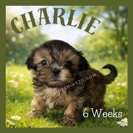 Charlie - Gold male Shih Tzu puppy in Hayden, Idaho from Phoenix Shih Tzu