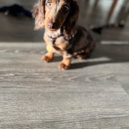 Dachshund Puppies from Southern Ridge Kennels