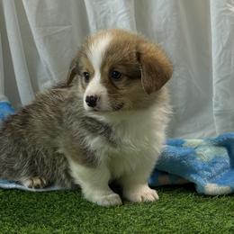 Boy 1 - Red male Pembroke Welsh Corgi puppy in Moulton, Alabama from Reed's Pembroke Corgi Welsh