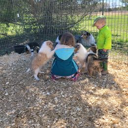 Collie Puppies from Voneida Collies