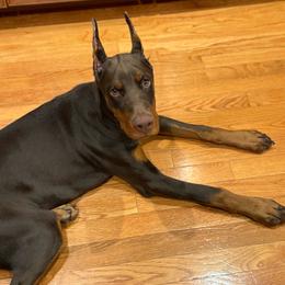 Mally - Info in Description - Red and rust female Doberman Pinscher puppy in Bruce Township, Michigan from Eminent Dobermans