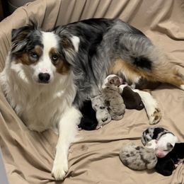 Kimber - Australian Shepherd