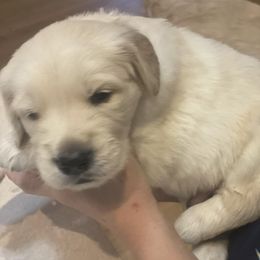 Golden Retriever Puppies from Goldens