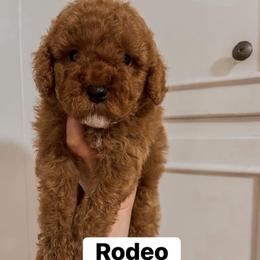 Rodeo (Our Lone Star State litter) - Red  male Goldendoodle puppy in Hopkins County, Texas from Boutique Doodles