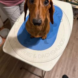 Pax - Red male Dachshund puppy in Fond Du Lac, Wisconsin from Clucking Homestead Springers & Dachshunds