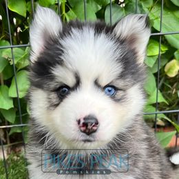 Pluto - Silver and white male Pomsky puppy in Littleton, Colorado from Pikes Peak Pomskies