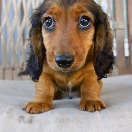 Zion 3200 - Red male Dachshund puppy in Sylvania, Alabama from Yancey’s Doxies