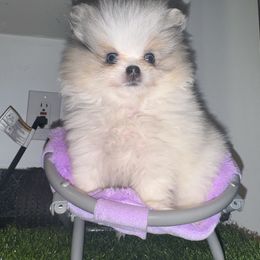 Daisy - Blue merle female Pomeranian puppy in Fredericksburg, Virginia from Designer Dog Society